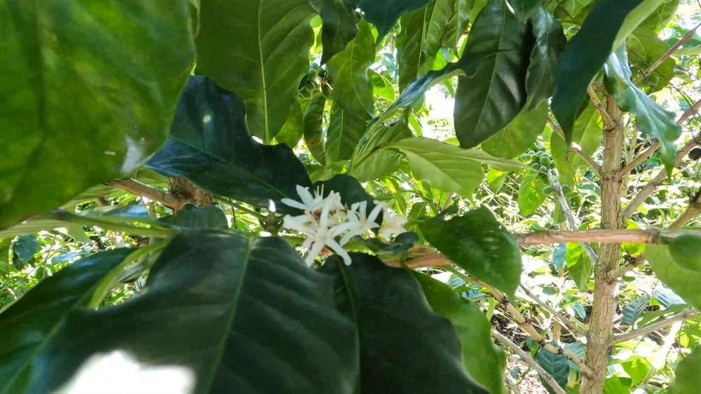 San José - Guatemala