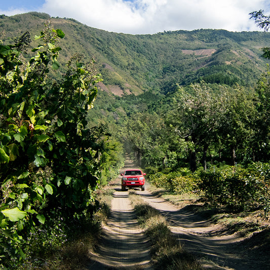 Guatamala Gesha (washed)