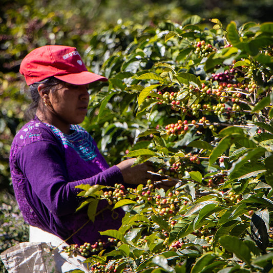 Finca La Hermosa