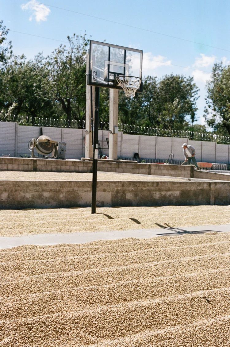 La Hermosa Geisha - Natural