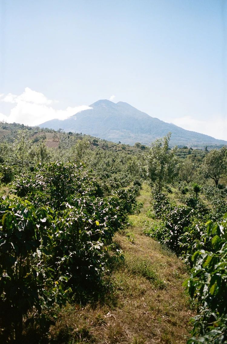 La Hermosa Geisha- Washed